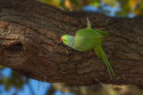 Ring-necked Parakeet 